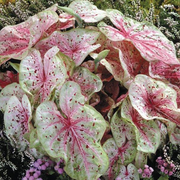 Unbranded Caladium Miss Muffet Dormant Bulbs (12-Pack)