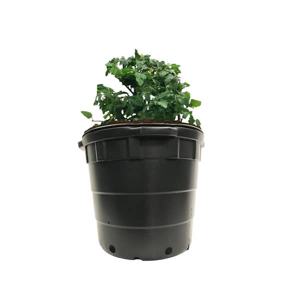 outdoor potting mix Tropical Soil Mix 20L main image 0
