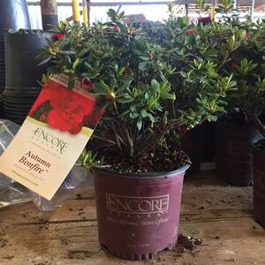 1 Gal. Autumn Bonfire Shrub with Clear Red Reblooming Flowers