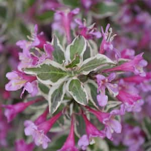 4 in. Proven Winners Weigela My Monet Potted Rocketliners Shrub (Set of 1 Plant)