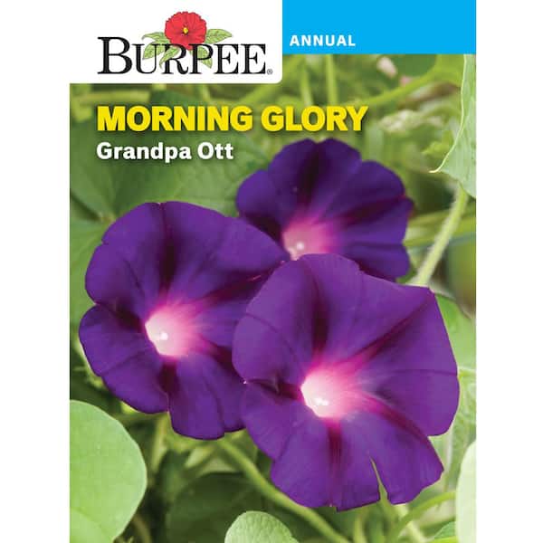 Burpee Morning Glory Grandpa Ott Heirloom Flower Seed