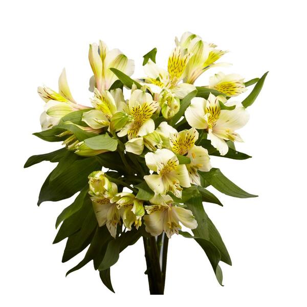 Globalrose Fresh Cream Alstroemeria Flowers (80 Stems - 320 Blooms)