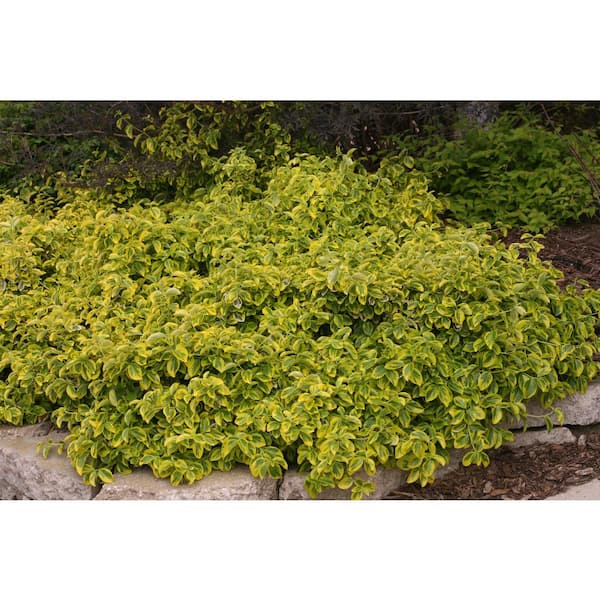 PROVEN WINNERS - 4.5 in. Qt. Gold Splash Wintercreeper (Euonymus) Live Evergreen Shrub, Green and Yellow Foliage