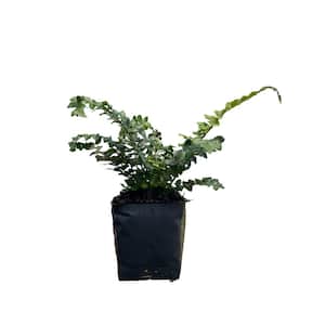 3 Tassel Fern Plants in 3 Separate 4 in. Pots