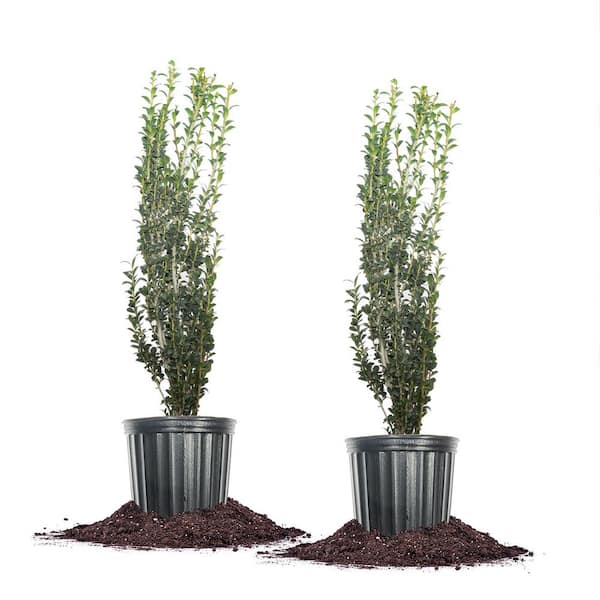 Perfect Plants 1 Gal. Sky Pencil Holly Green Shrub (2-Pack)