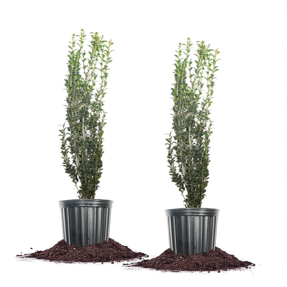 hollyholly shrubs-hedges-3155pyr3fl-