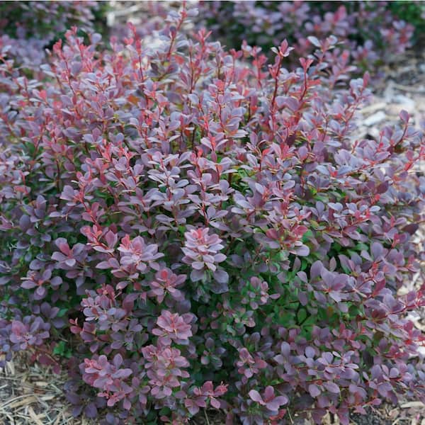 Dupuy Berberian 「Nectars」 PROVEN WINNERS 4.5 in. Qt. Sunjoy Todo Barberry (Berberis x