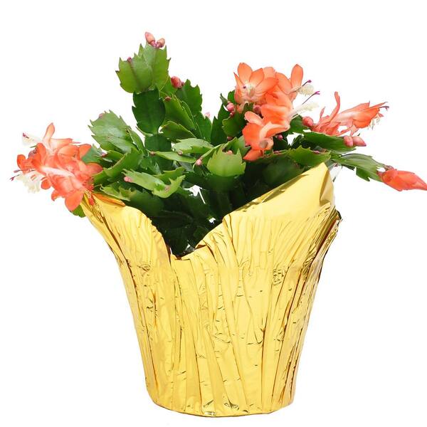 Costa Farms 6 In. Fresh Christmas Cactus Grower's Choice - Pink, Red Or White (Live 2-Pack) Co.6Zygo.3.Gold