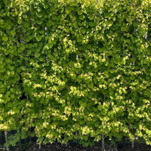 2 gal. Claim Jumper Deciduous Katsura Tree KATCLA02GH - The Home Depot