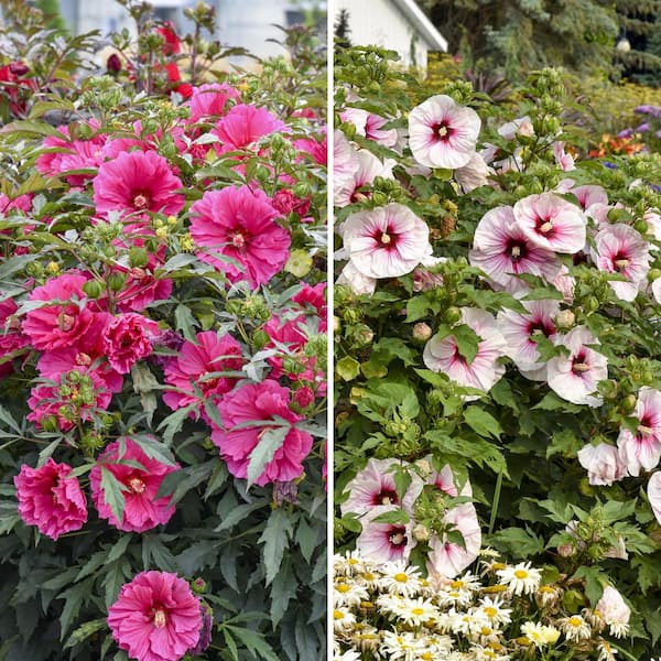 national PLANT NETWORK Bare Root Giant Hibiscus Duo 2-Piece
