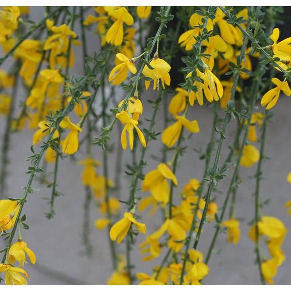 PROVEN WINNERS Sister Golden Hair Scotch Broom (Cytisus) Live Shrub, Gold Flowers, 1 Gal.