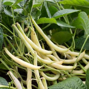 19 oz. Maxibel Bean Plant