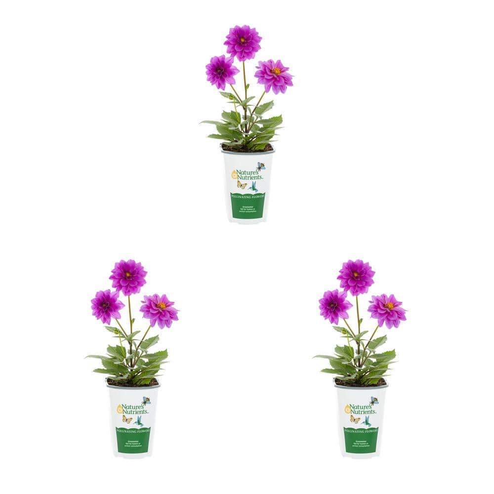 Vigoro 2 qt. Dahlia Hypnotica Lavender Purple Annual Plant (3-Pack ...