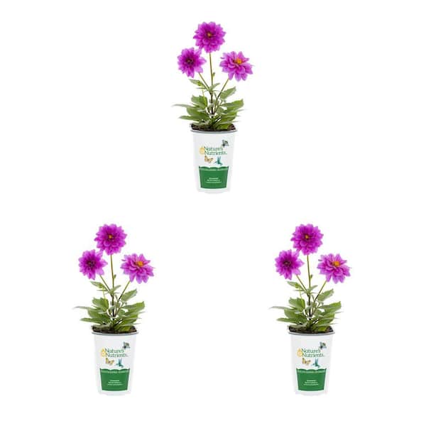 Vigoro 2 qt. Dahlia Hypnotica Lavender Purple Annual Plant (3-Pack)