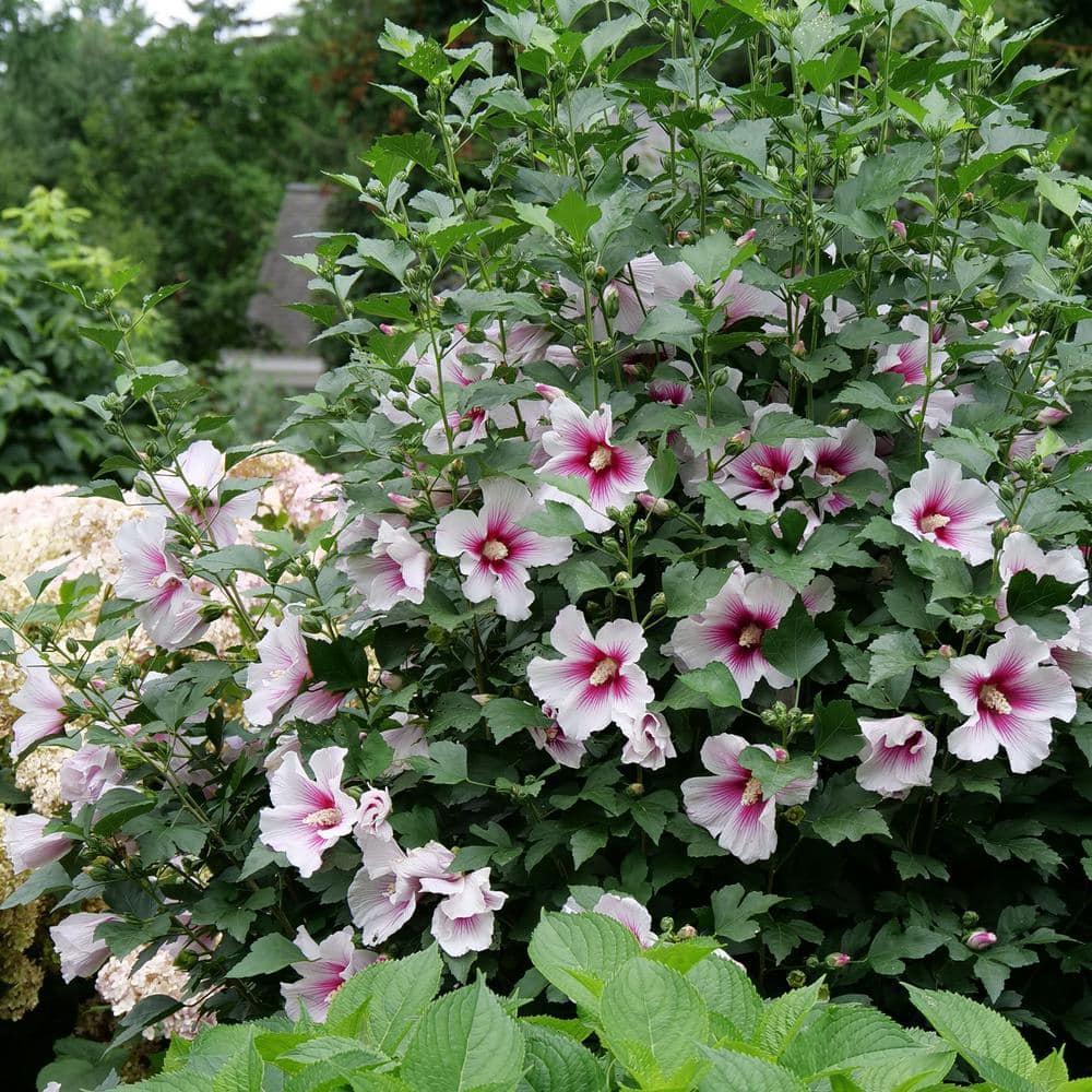 Paraplu Pink Ink Hibiscus in 2-Gallon Container