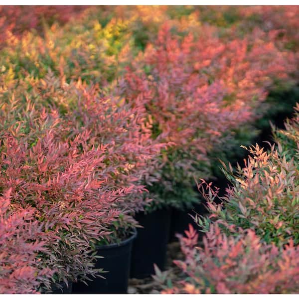 #5 Container Gulfstream Heavenly Bamboo Shrub (2-pack)