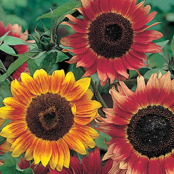 Ferry-Morse Sunflower Autumn Beauty Mixed Colors Flower Seeds 0041