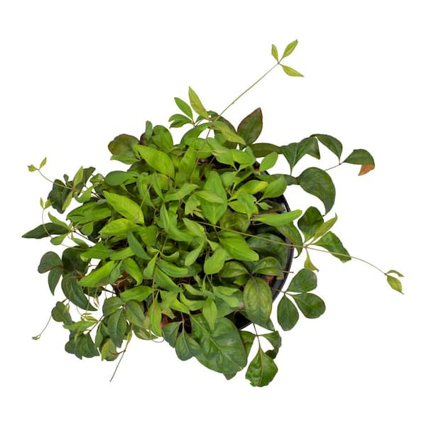 ALTMAN PLANTS 1 Gal. Nandina Domestica Atropurpurea Nana Shrub