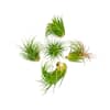 ALTMAN PLANTS Air Plants Tillandsia Ionantha(5-Pack) 0881171 - The Home  Depot