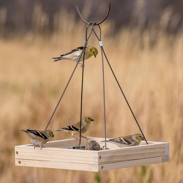 Bird food Catcher Tray Platform Tray Bird Feeder Feeding Food Container Hanging 