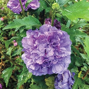 2.50 qt. Pot, Blueberry Smoothie Rose of Sharon Althea Potted Deciduous Flowering Shrub (1-Pack)