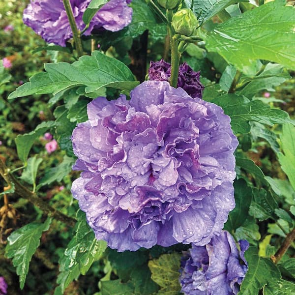 Spring Hill Nurseries 2.50 qt. Pot, Blueberry Smoothie Rose of Sharon Althea Potted Deciduous Flowering Shrub (1-Pack)