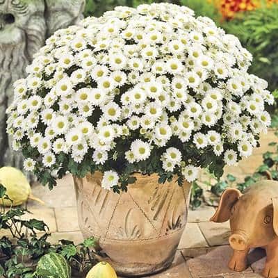Chrysanthemum (Mum) White Live Plant in 2.55 qt. Grower's Pot
