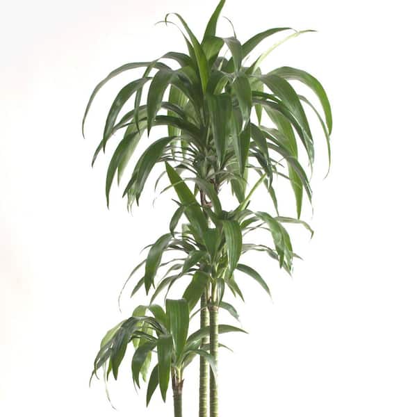 national PLANT NETWORK 4 in. Janet Craig Compacta Dracaena Plant in Black  pot (4-Piece) HD7402 - The Home Depot