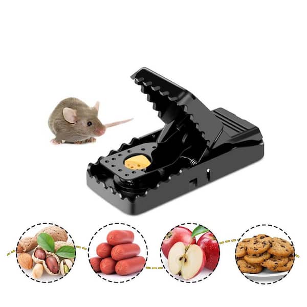Best food for mouse traps hotsell
