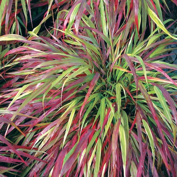 Spring Hill Nurseries Beni Kaze Japanese Forest Hakonechloa Ornamental Grass Dormant Bare Root Perennial Starter Plant (1-Pack)