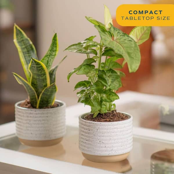 Cubilan 2-Pack Live Indoor Houseplants in Pots, Easy to Grow Air-Purifying Plants, Grower's Choice, Real Home Decor Gift Set