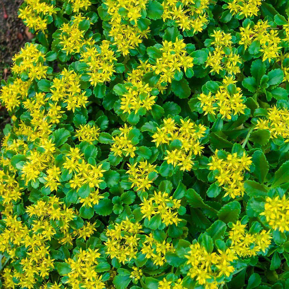 Golden Creeping Sedum Flowering Perennial Groundcover Starter Plant (1-Pack) price history on PriceWatchPro