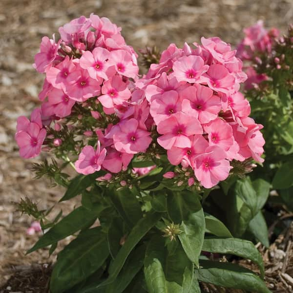 Vigoro 2 QT Phlox 'Queen Salmon Orange Dark Eye' Orange Perennial Plant