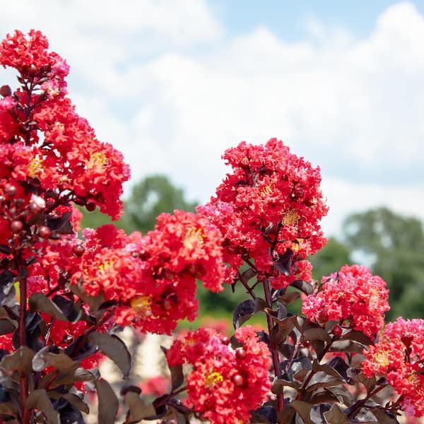 3 Gal. Black Diamond Best Red Crape Myrtle (2-Pack) THD00144 - The Home  Depot