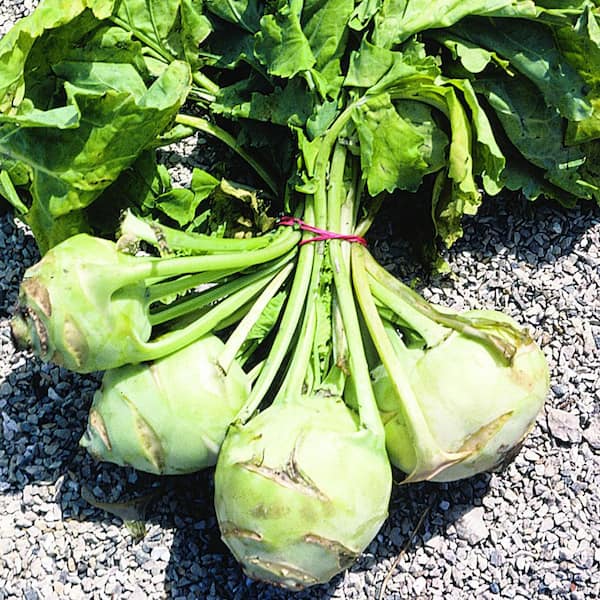 Bonnie Plants 6PK Kohlrabi - White