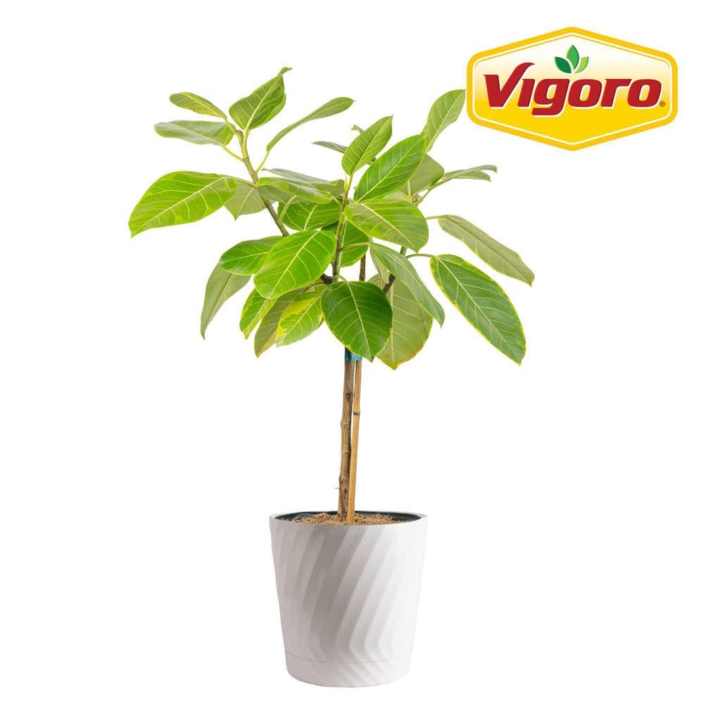 Grower's Choice Ficus Standard Plant in 10in. Decor Pot, Avg. Shipping Height 2-3 ft. Tall price history on PriceWatchPro