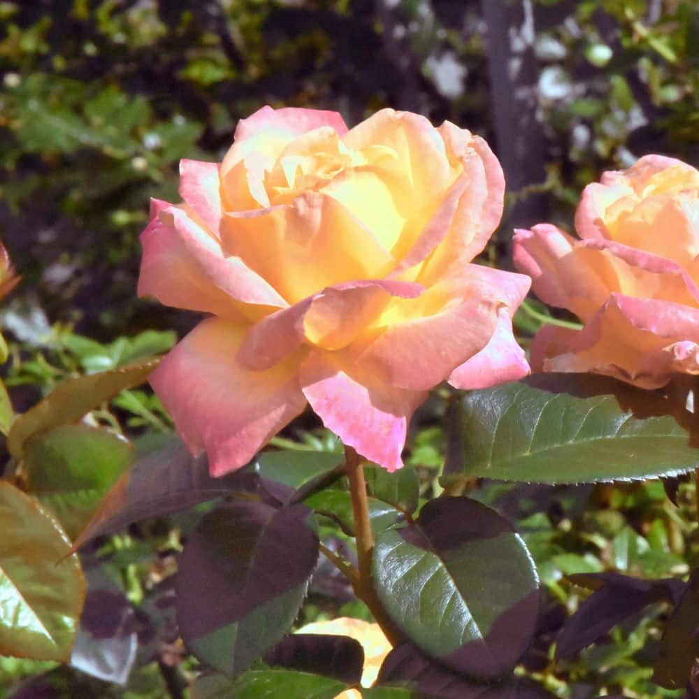 national PLANT NETWORK Bare Root Rose Helen Hayes Hybrid Tea with