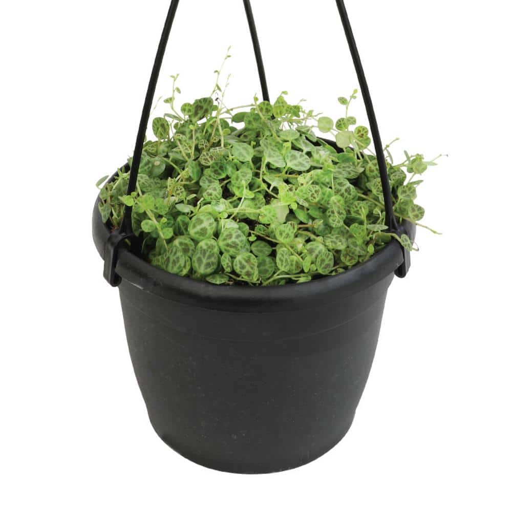 Peperomia Prostrata Green Trailing Succulent in Black Hanging Pot