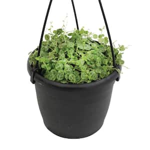 6 in. String of Turtles (Peperomia Prostrata) Live houseplant in Hanging Basket
