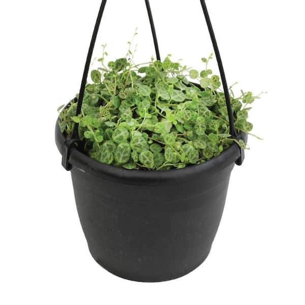 ALTMAN PLANTS 6 in. String of Turtles (Peperomia Prostrata) Live houseplant in Hanging Basket