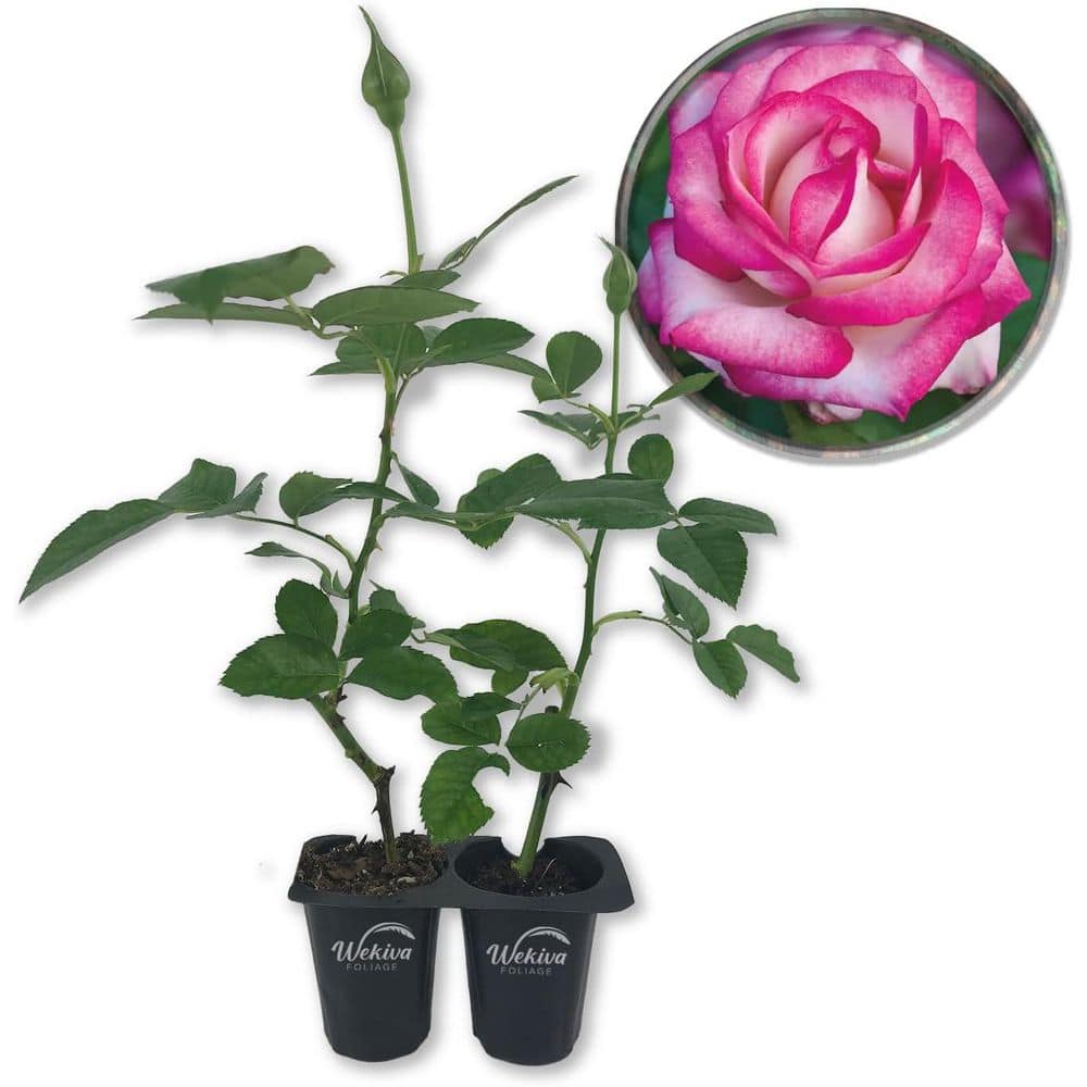Miss Congeniality Rose Bush-2 Live Starter Plants in 2 in. Growers Pots-Beautifully Fragrant Grandiflora Rose price history on PriceWatchPro