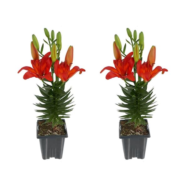 1.0 qt. Orange Asiatic Lily Perennial (2-Pack) 1341 - The Home Depot