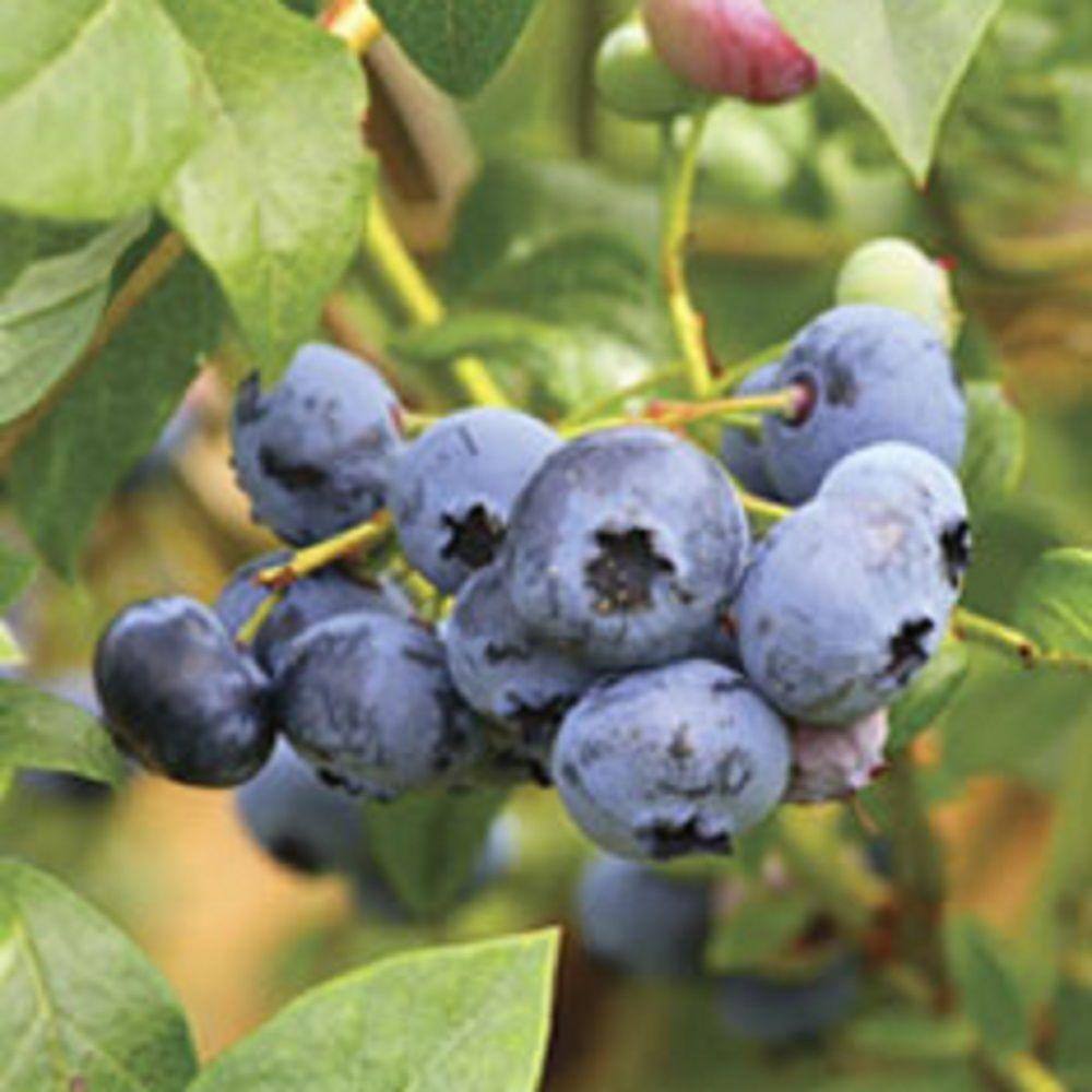 2 5 Qt Woodard Blueberry Shrub Rabbiteye Bush Fruit Bearing Shrub 5678q The Home Depot