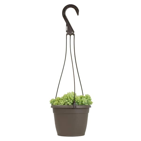 Altman Plants 6 in. Assorted String of Pearls Hanging Basket Plant