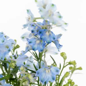 #5 1 Qt. Summer Blues Purple Larkspur Plant