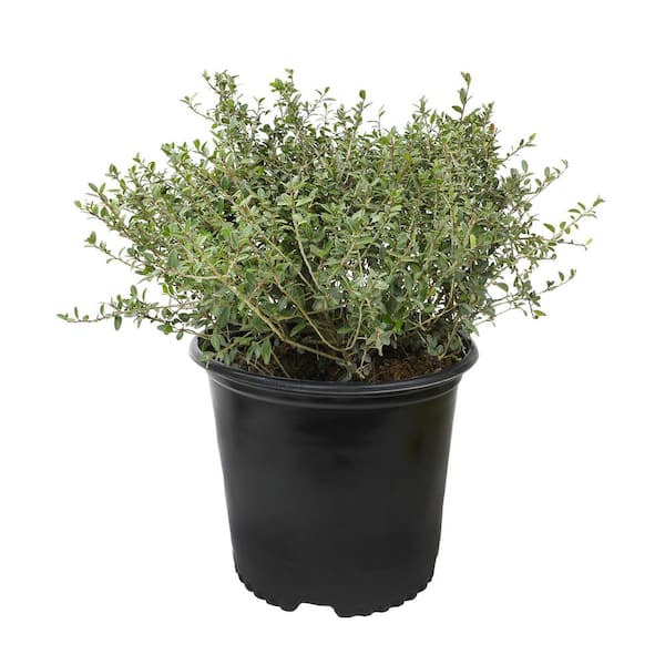 ALTMAN PLANTS 3G Dwarf Yaupon Holly (ILEX VOMITORIA STOKES DWARF) Shrub Single