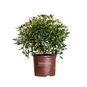 3 Gal. Bronze Beauty Cleyera - Live Compact Evergreen Shrub, Glossy Foliage