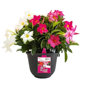 0.9 Gal. (#9) Patio Pot Dipladenia Flowering Annual Shrub with Mixed Blooms