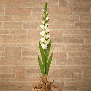 46 in. Gladiolus Artificial Flower (Set of 3)