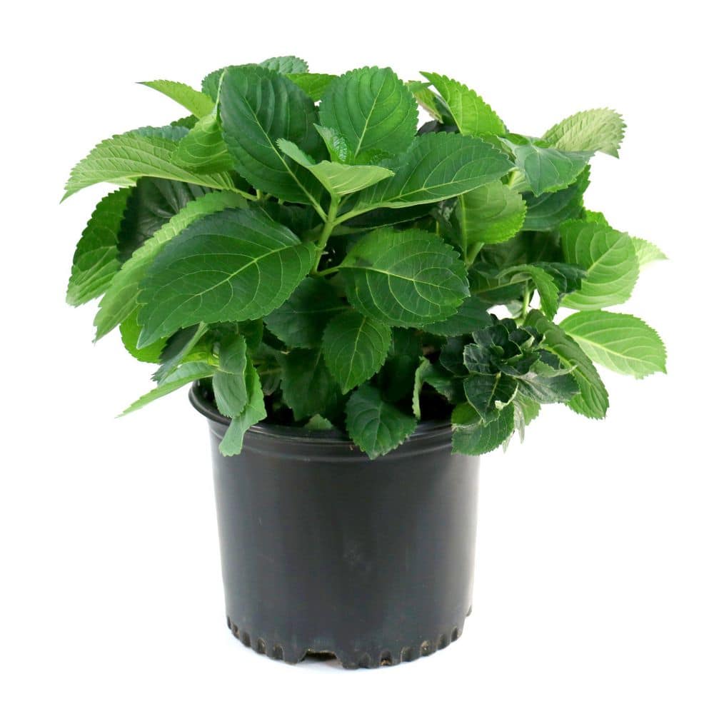 1 Gal. 3-in-1 Hydrangea Plant with White-Blue-Pink Flowers (2-Pack) price history on PriceWatchPro